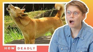 How dangerous are Australia's dingoes, really? | How Deadly