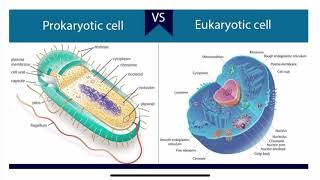 Struktur Sel (Biologi Sel dan Molekuler)