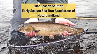 Late Season Atlantic Salmon / Early Sea Run Brooktrout