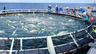 Awesome Way They Harvest Millions of Fresh Tuna in Japan