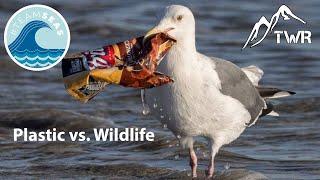 The Impact Of Plastic Pollution On Wildlife (And What We Can Do To Help)! #TeamSeas