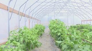 Urbana farm recognized for bringing fruits, vegetables to people in need