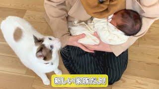 【猫が尊い】赤ちゃんを初めて連れて帰ったママを見た猫の尊すぎる反応