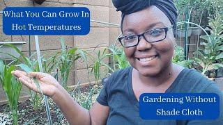 What You Can Grow In Hot Temperatures -  Gardening Without Shade Cloth