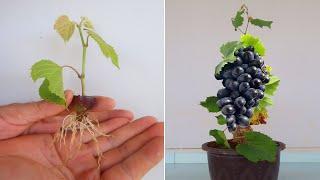 Growing grape tree from grape fruit for beginners