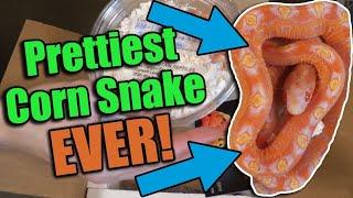Unboxing a SCALELESS Corn Snake from South Mountain Reptiles!!