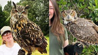 OWL BIRDS- Funny Owls And Cute Owls Videos Compilation (2021) #017 - CLONDHO TV