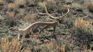 Big elk set!! Stack em up!! 2024 #shedhunting #antlers #hunting #elk