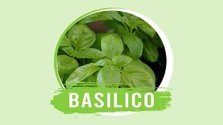 Basilico: come prendersene cura con CIFO