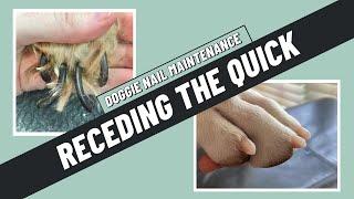 How often should you do a dog's nails to recede the quicks? | ADVICE FROM A DOG GROOMER