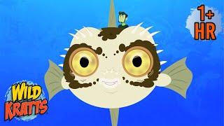 Deep Sea Creatures  | Sharks, Fish, and Frogs with Wild Kratts | 9 Story Kids