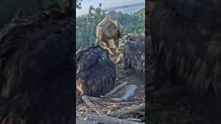 Eagle dad brings fish for two eaglets #whitetaleeagle #eagle #eaglet #shorts