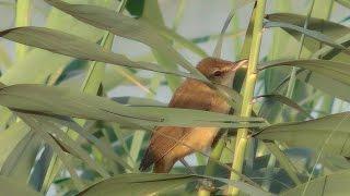 Carricero tordal (Acrocephalus arundinaceus) Great Reed-warbler