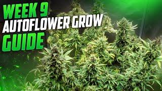 Organic Autoflower Grow Guide, Seed to Harvest Guide to Growing Weed For New Growers