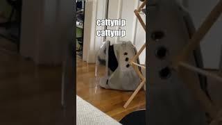 Cattynip: Speed Round