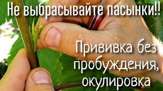 НИКОГДА не выбрасывайте пасынки! Очень простой способ прививки. Окулировка. Смотреть до конца!!!