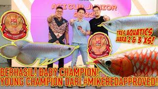 BABY CHAMPION! & IKAN PILIHAN MIKERED YOUNG CHAMPION!! Penjelasan Kriteria Aro Kontes by Ronald RDC