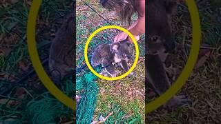 Brave Woman Rescues Trapped Koala from a Net!