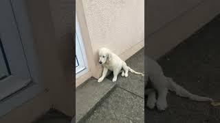 Sisters be like Rosie and ruby the golden retrievers ️️