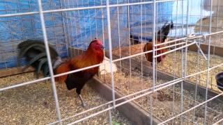 Gallos brown red churintzio