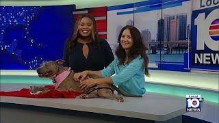 Humane Society of Broward County introduces us to Cassie