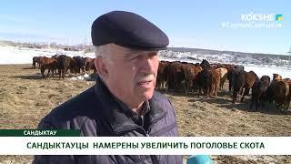 САНДЫКТАУЦЫ НАМЕРЕНЫ УВЕЛИЧИТЬ ПОГОЛОВЬЕ СКОТА