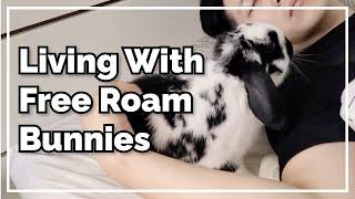 A Day in Our Life | Living With Free Roam Bunnies