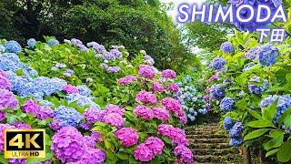 【4K Japan Walk】Shimoda Park has the most blooming hydrangeas in Japan