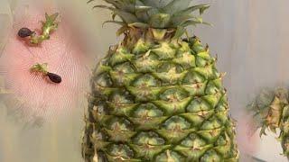 Wait...You Can Grow Pineapples From Seed?! Here's How.