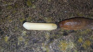 Slug Eating Pasta Time-Lapse