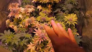 ADVANTAGE OF AUTOFLOWER CANNABIS