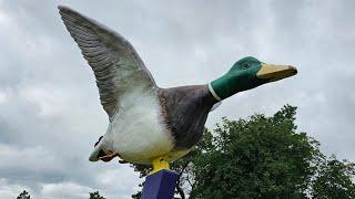 The World's Largest Mallard Duck