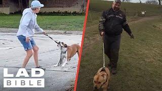 Best Dog Walking Fails On The Internet   | LADbible