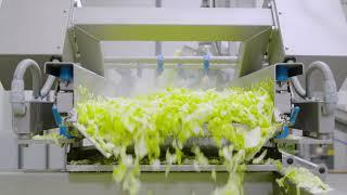 Processing line for salad and vegetable: for up to 1000 kg per hour