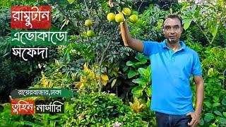 রাম্বুটান এভোকাডো সফেদা তুহিন নার্সারিতে | Rambutan Avocado Sapote | Gardening Bangladesh