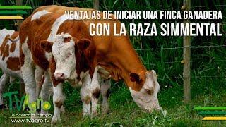 Ventajas de Iniciar una Finca Ganadera con la Raza Simmental - TvAgro por Juan Gonzalo Angel