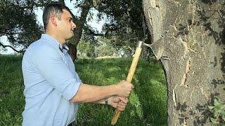 Portugal’s cork forests are major carbon sinks - but they face threats from climate change