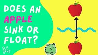 Does an APPLE sink or float in water?