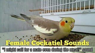 Female Cockatiel SOUND MEANINGS  Cockatiel Sounds