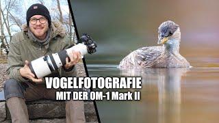 Zwergtaucher und Bussard ganz nah! Vogelfotografie mit der OM-1 Mark II