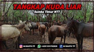 Peternakan Kuda Sandel Sumba Timur