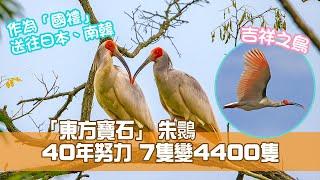 十大中國瀕危動物：「東方寶石」朱