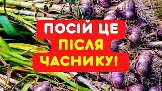 НЕ ЗАЛИШАЙ ЗЕМЛЮ БЕЗ ДІЛА! 9 скоростиглих культур, які можна посадити після часнику