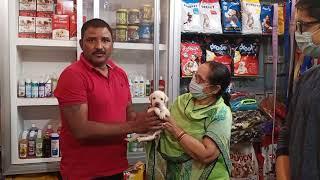 All Breeds Are Available... Aditya Dog Point & Accessories Rajendra Nagar,Peernagar-Ghazipur