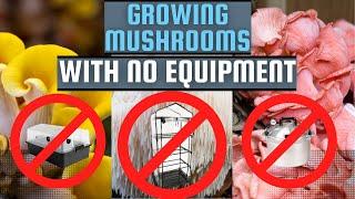 Growing Mushrooms At Home With No Special Equipment with North Spore