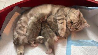 Mother cat Munchkin and 3 kittens have fur like cute little tigers.