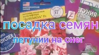 Посадка семян петунии на снег