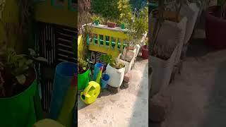 sardiyon mein mere chhat ki new update#terrace gardening#