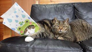 梅雨の季節にカエルになったねこ。-Maru became a frog in the rainy season.-