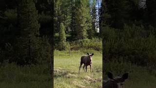 #kazakhstan #interestingvideo #moose #nature #forest #shortsvideo